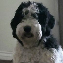 Dixie - Sheepadoodle