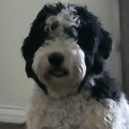 Dixie - Sheepadoodle