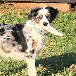 Miniature Australian Shepherds and Toy Australian Shepherds from Tiny Town Mini and Toy Aussies