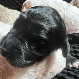 Girl 3 - Black female Goldendoodle puppy in Placerville, California from New Dawn Poodles and Doodles