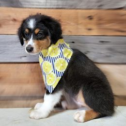 Australian Shepherds and Miniature Australian Shepherds from Double T O Farms