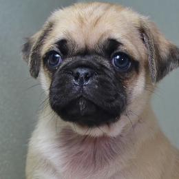 Pug Puppies from darNpugz