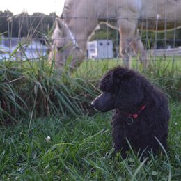 Poodle Puppies from D and D Standard Poodles