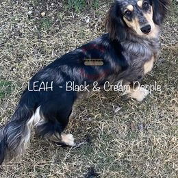 Leah - Dachshund