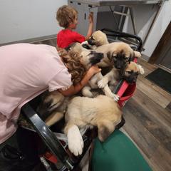 Central Asian Shepherd Dog and Kangal Puppies from VSH Kangal Dogs
