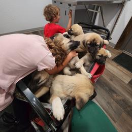 Central Asian Shepherd Dog and Kangal Puppies from VSH Kangal Dogs