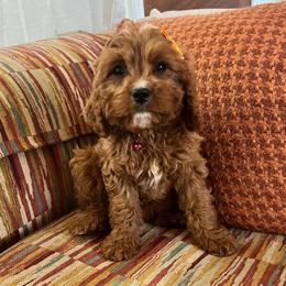 Petunia - Red female Cavapoo puppy in Temecula, California from Designer Doodles