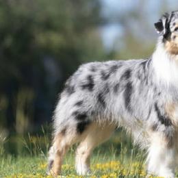 Australian Shepherds from Northern Latitudes