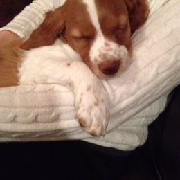 Brittany Puppies from Sandridge Brittanys