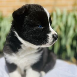 Siberian Husky Puppies from Wooly Woof Siberians