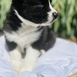 Siberian Husky Puppies from Wooly Woof Siberians