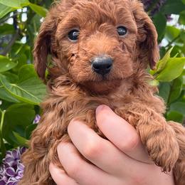 Bella - Red  female Poodle puppy in Caldwell, Idaho from Treasure Valley Poodles