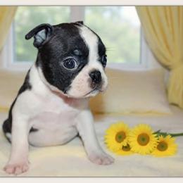 Franny - Black and white female Boston Terrier puppy in North Central, Vermont from Windy Valley’s Bostons