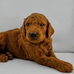 Orange Collar Male- Butterball - Red  male Goldendoodle puppy in Monroe, North Carolina from Doodle Darlings