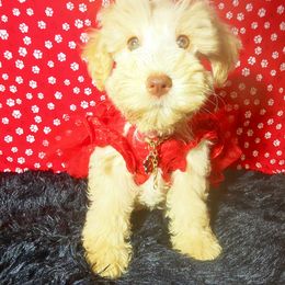 Girl 1 - Black female Miniature Schnauzer puppy in Texas from Blue Rose's Schnauzers