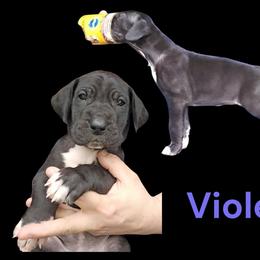 Violet - Black female Great Dane puppy in Brookings, South Dakota from Debonair Danes