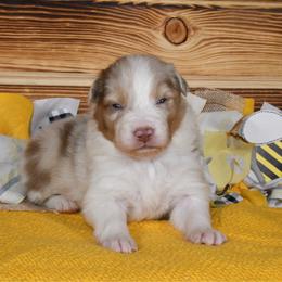Stinger - Red merle male Australian Shepherd puppy in Kirksville, Missouri from BellSharps Australian Shepherds