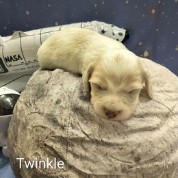 Twinkle - Cream male Dachshund puppy in Grove, Oklahoma from Dachs on the lake