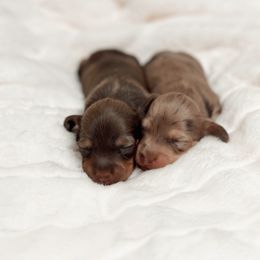 Pia - Chocolate and tan female Dachshund puppy in San Diego, California from Enchantables