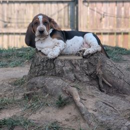 Basset Hound Puppies from The Clumsy Kentucky Bassets