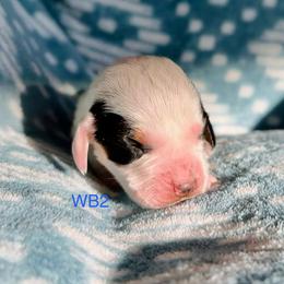 WB2 - Black brown and white male Basset Hound puppy in Britton, South Dakota from K&S Canines