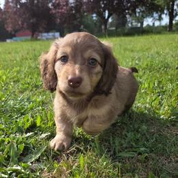 Nemo - Cream male Dachshund puppy in Yacolt, Washington from Cassiopeia Doxies