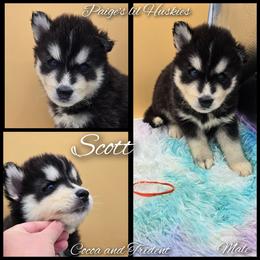 Scott - Black and white male Siberian Husky puppy in Bloomfield, Indiana from Paiges lil huskies