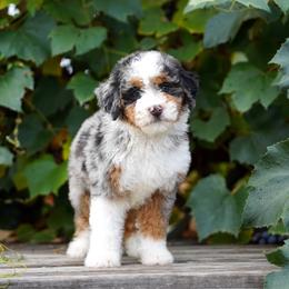 Guinness - Blue merle female Bernedoodle puppy in Spokane, Washington from Lilac City Doodles