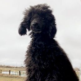 Banner - Poodle puppy in Idaho from IF Toy Poodles