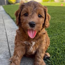 Crush - Red male Australian Labradoodle puppy in Roseville, California from Darby Park Doodles