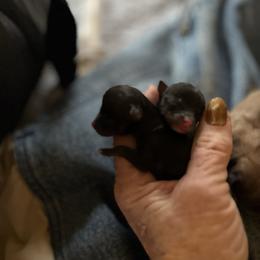 Arrow - Chocolate blue male Chihuahua puppy in Tecumseh, Oklahoma from Callie’s Happy Chihuahuas, Callie’s Happy Treasures LLC