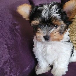 Chase - Black tan and white Biewer Terrier puppy in El Paso, Texas from De La Rosa Biewers