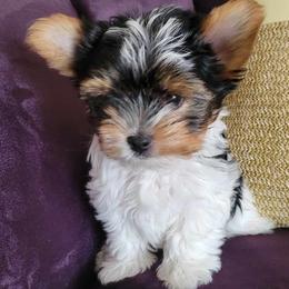 Chase - Black tan and white Biewer Terrier puppy in El Paso, Texas from De La Rosa Biewers