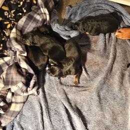 Boy 2 - Black and red male German Shepherd puppy in Oconomowoc, Wisconsin from Vom Haus Borchardt GSD Kennels