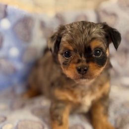 Armani - Merle Chihuahua puppy in Hicksville, New York from Seaside Chihuahuas LLC