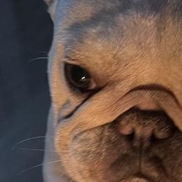 French Bulldogs from Bunny Ear Family