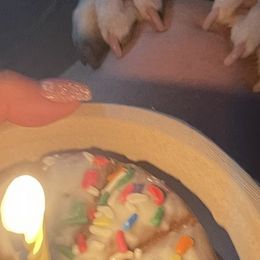 French Bulldogs from Bunny Ear Family