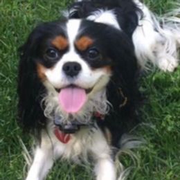 Cavalier King Charles Spaniels from West Michigan Cavaliers