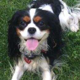 Cavalier King Charles Spaniels from West Michigan Cavaliers