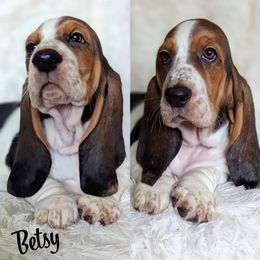 Betsy - Basset Hound puppy from Foreman's Freckled Basset Hounds