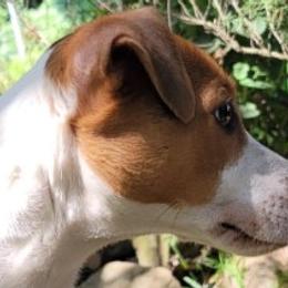 Pika - Jack Russell Terrier