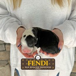 Fendi - Gray and white female Old English Sheepdog puppy in Cleveland, Tennessee from Narrow Path Old English & Sheepadoodles