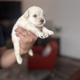 Boy 2 - White Miniature Schnauzer puppy in Seagoville, Texas from JC miniature schnauzers
