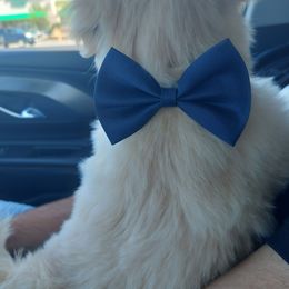 Shih Tzu Puppies from N.F.S.T Imperial ShihTzu Puppies.