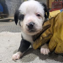 Margo - Black tri-color female Australian Shepherd puppy in Almo, Kentucky from Riley's Paw Pals