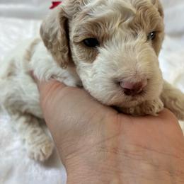 Grumpy - Brown and white male Cockapoo puppy in Adrian, Oregon from ApplebyFarm