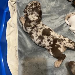 Dachshund Puppies from The Weenie Herd Mom