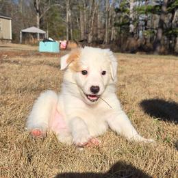 Frisky - White and gold female Border Collie puppy in Piedmont, South Carolina from Soaring Borders Border Collies