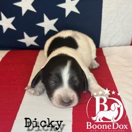 Dicky - Piebald male Dachshund puppy in Lexington, Oklahoma from BooneDox Miniature Dachshunds