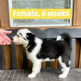 Yellow Collar - Black and white female Yakutian Laika puppy in Bethel, Ohio from Caldersong Kennels
